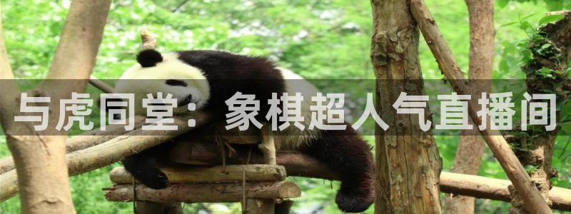 360体育高清直播：与虎同堂：象棋超人气直播间