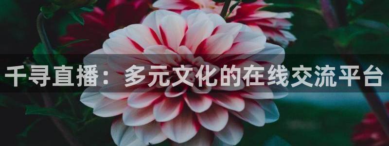 360直播雨燕足球在线观看：千寻直播：多元文化的在线交流平台